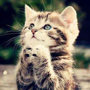 Meet your Posher, Isabelle